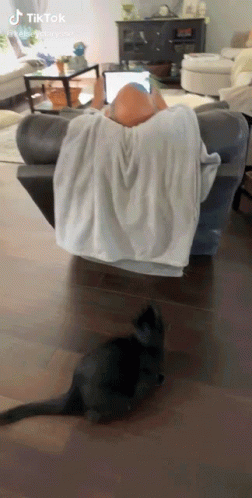 Funny Black Cat Grabs Head GIF