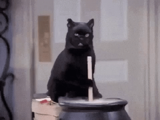 funny black cat