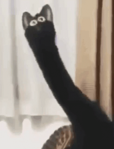 Funny Black Cat Meme GIF
