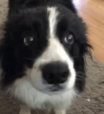 Funny Border Collie Pup Googly Eyes GIF