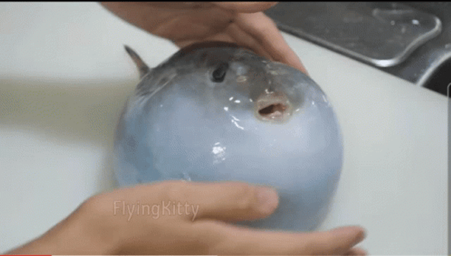 Angry Chubby Pufferfish Underwater GIF 