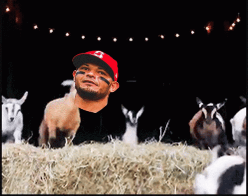 Funny Brown Goat Meme GIF