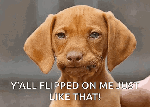 Funny Brown Puppy Y All Flipped On Me