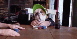 Funny Bulldog Playing Poker GIF