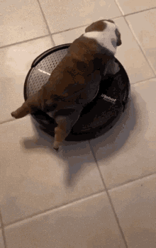 Funny Bulldog Vacuum Machine GIF
