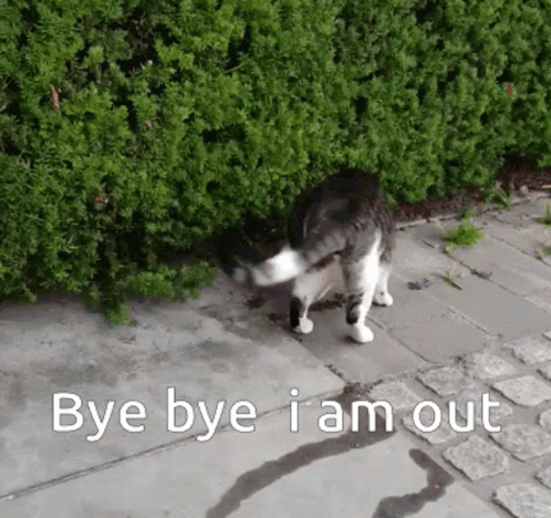 Funny Bye Cat Going Under The Bush Hedge GIF