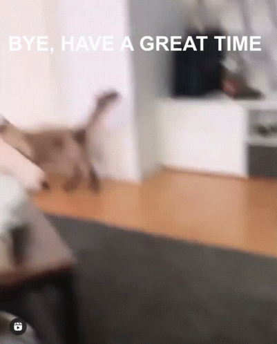 Funny Bye Cat Leaving With Something GIF