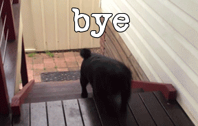 Funny Bye Cute Dog Going Downstairs GIF