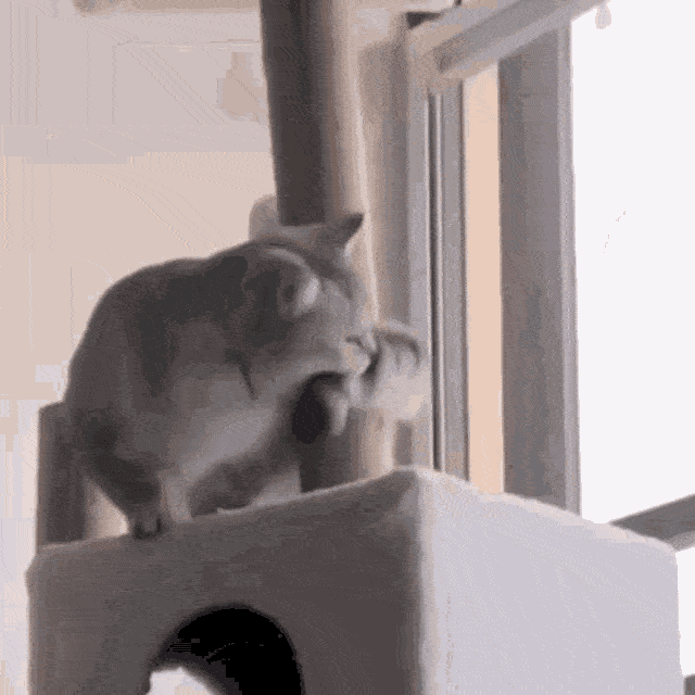 Funny Cat Biting Its Own Tail GIF