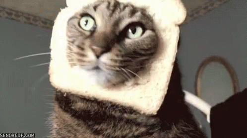 Funny Cat Bread Head Falling Over GIF