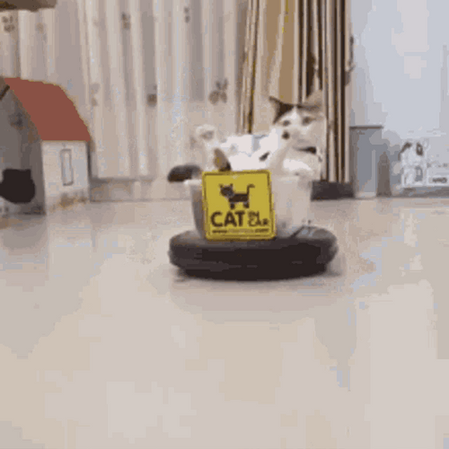 Funny Cat GIFs