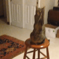 Funny Cat Claps Meme GIF