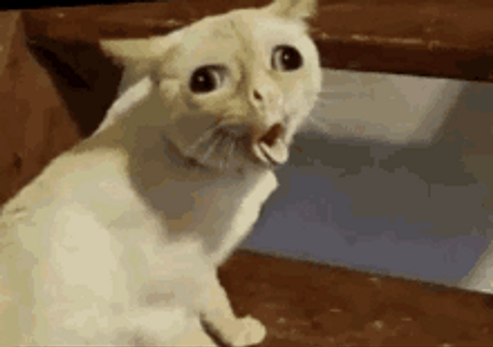 Funny Cat Coughing Face GIF