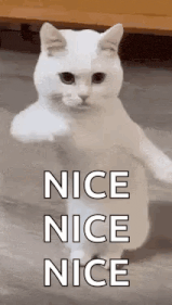 Funny Cat Dancing Cat Gif GIF