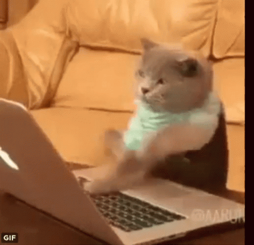 Funny Cat Doing Fast Typing GIF