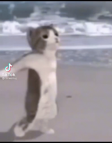 Funny Cat Doing Goofy Ahh Dance GIF