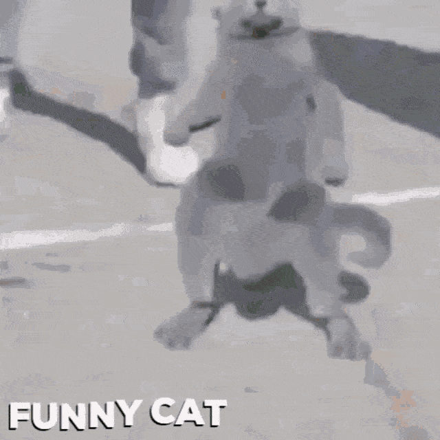 Funny Cat Doing The Dance Trends GIF