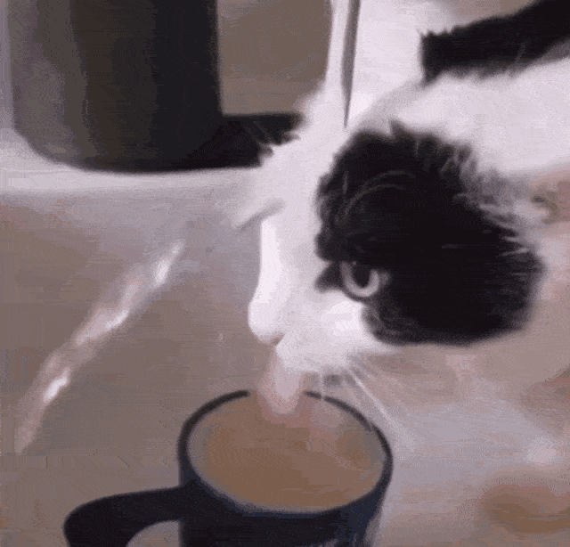 Funny Cat Error Mode Detected GIF