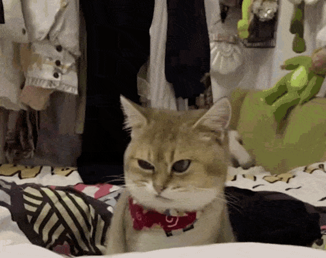 Funny Cat Eyebrow Raise Reaction GIF