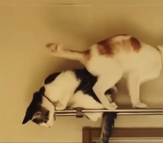 Funny Cat Fail GIF
