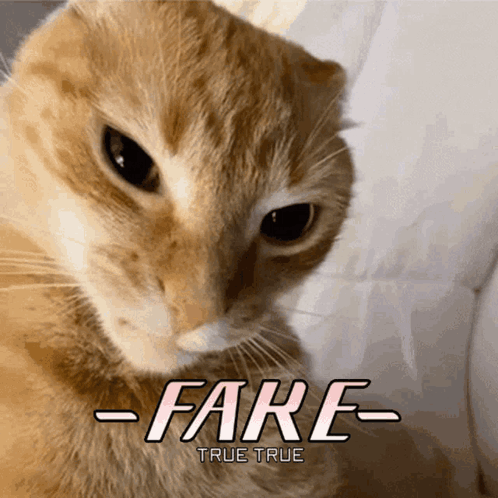 Funny Cat Fake GIF