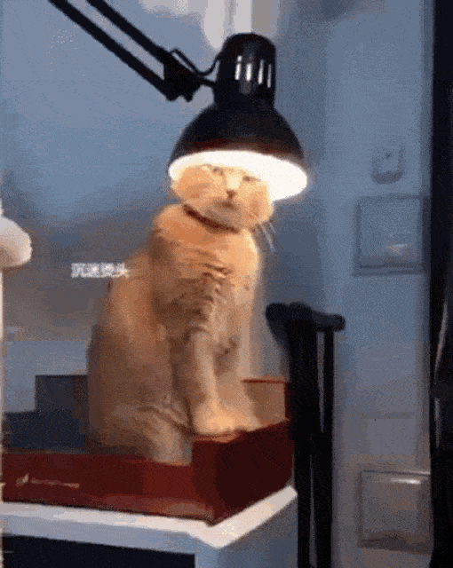 Funny Cat Feeling Light Headed GIF