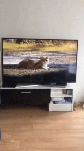 Funny Cat Fool By Television GIF