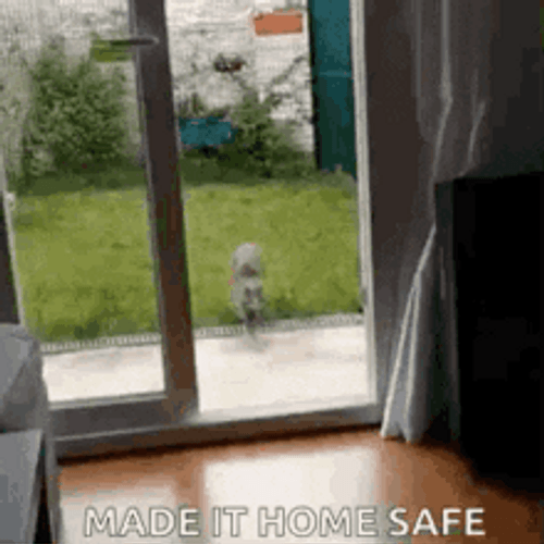 https://gifdb.com/images/high/funny-cat-getting-home-safe-meme-0bm8ialxde1ill5s.gif