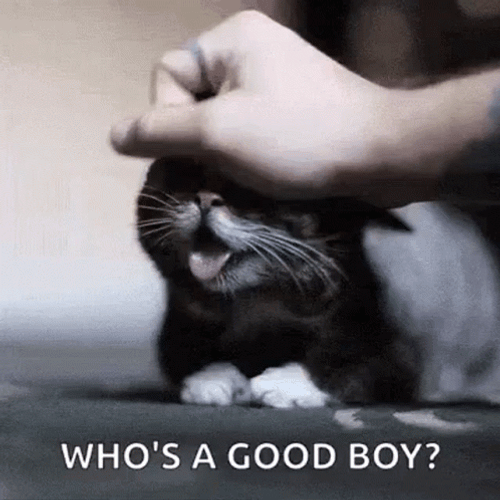 Funny Cat Good Boy Lil Bub GIF