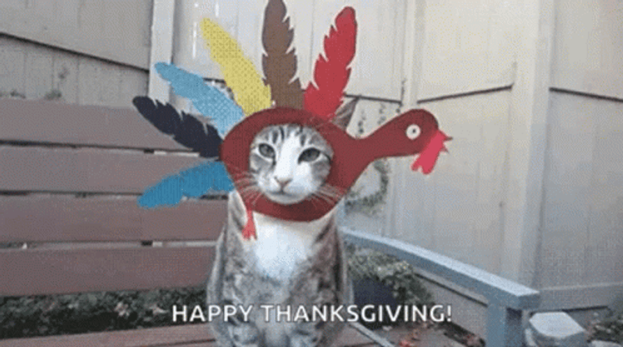 Funny Cat Happy Thanksgiving GIF