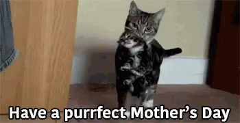 Funny Cat Have A Purrfect Mother's Day GIF