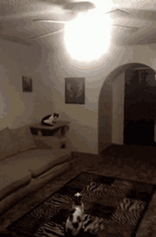 Funny Cat Jump Switch Off GIF