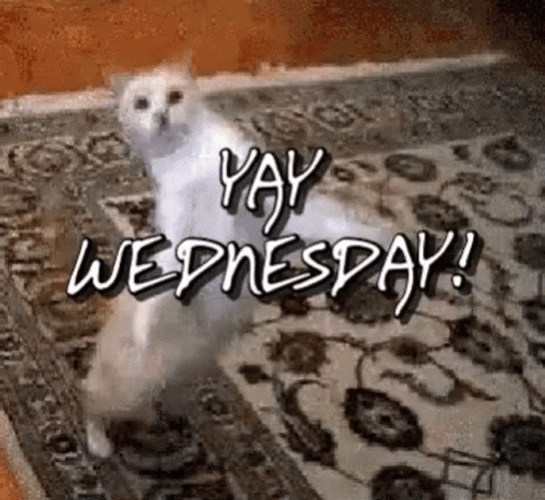 Funny Cat Jumping Yay Wednesday GIF