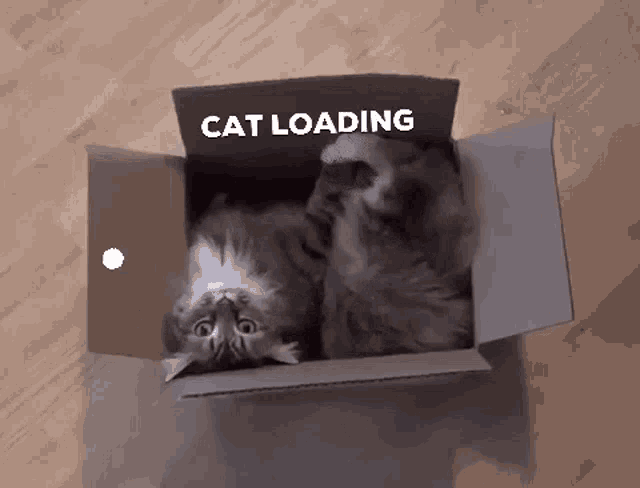 Funny Cat Loading In A Box GIF