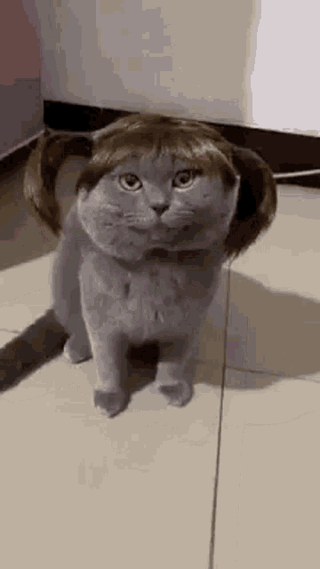 Funny Cat Loving Her Pigtail Wig GIF