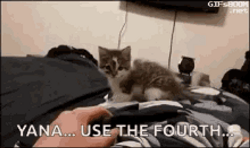 Funny Cat May The 4th Be With You GIF