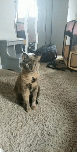 Funny Cat Nail File Fight GIF