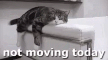 Funny Cat Not Moving Today GIF