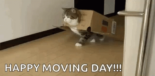 Funny Cat On Box Happy Moving Day GIF