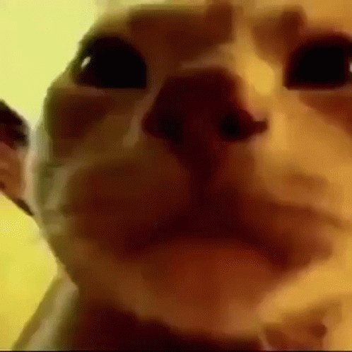 Funny Cat Party Meme GIF