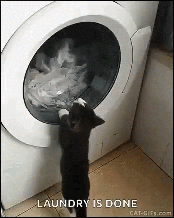 Funny Cat Plays With Laundry Machine GIF