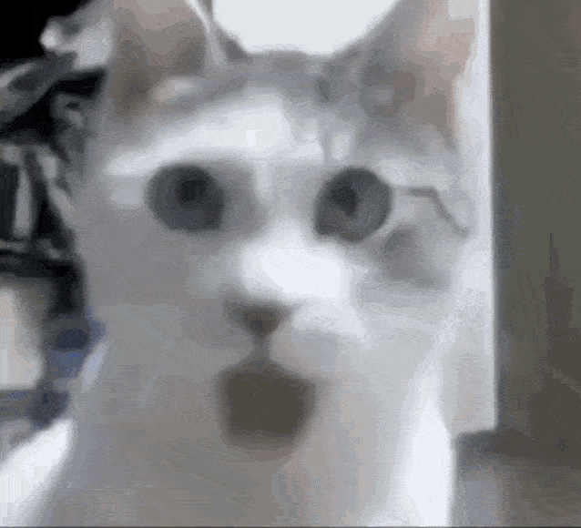 Funny Cat Shocked And Jaw Dropped Screaming GIF