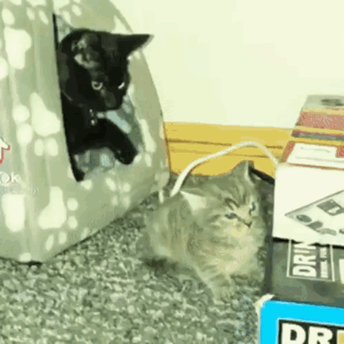 Funny Cat Smack Cat GIF