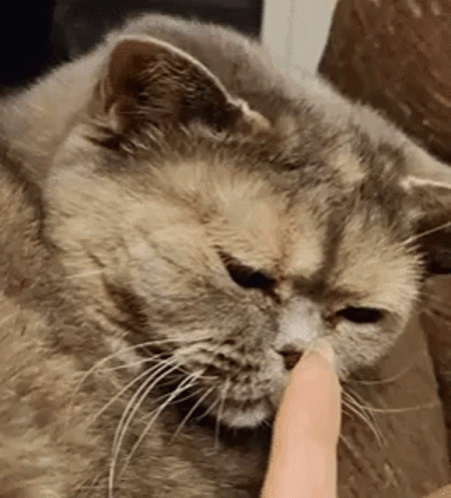 Funny Cat Sniffing Finger No GIF