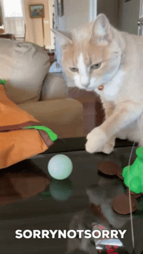 Funny Cat Sorry Not Sorry GIF