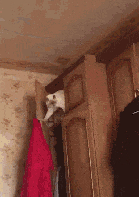 Funny Cat Struggling Its Way Down GIF