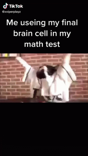 Funny Cat Test Meme GIF