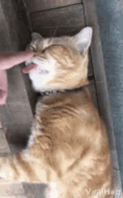 Funny Cat Tongue Out While Sleeping GIF