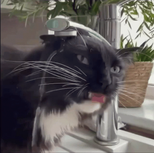 Funny Cat Trying To Drink Water GIF