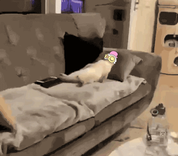 Funny Cat Waking Up GIF